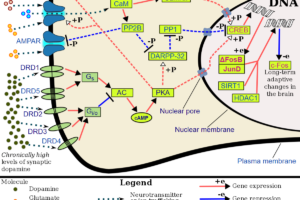 How Reward Systems Work in the Brain Part 2: Possible Conditions from Imbalanced Levels of Dopamine