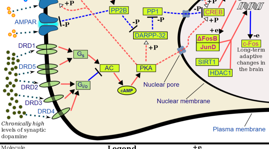 How Reward Systems Work in the Brain Part 2: Possible Conditions from Imbalanced Levels of Dopamine