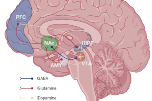 How Reward Systems Work in the Brain Part 1: Dopamine