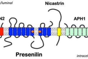 The Cause of Amyloid Plaques